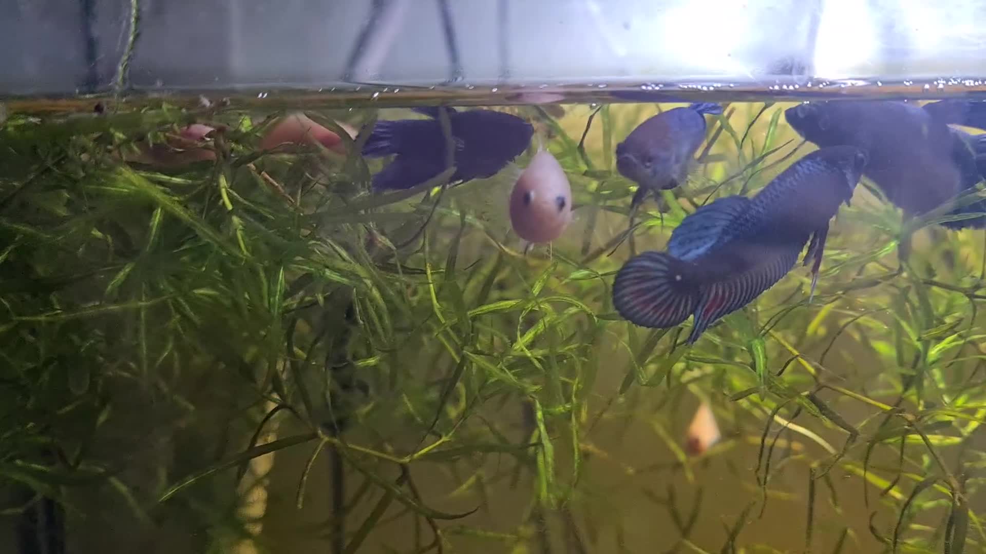 Bettas fish for sale: Male Betta Fish. Galaxy Koi x Splendor - Video 1