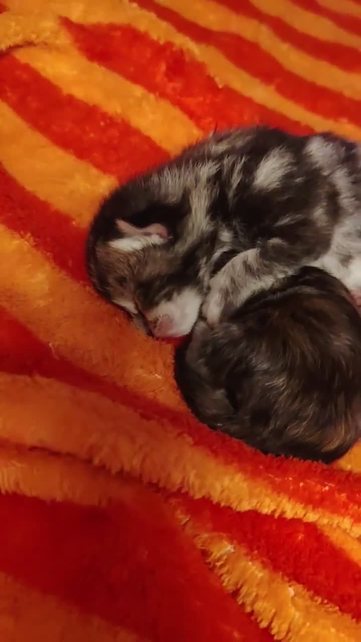 Maine Coon cats for sale: Luxury perdoll kittens in Shrewsbury - Video 1