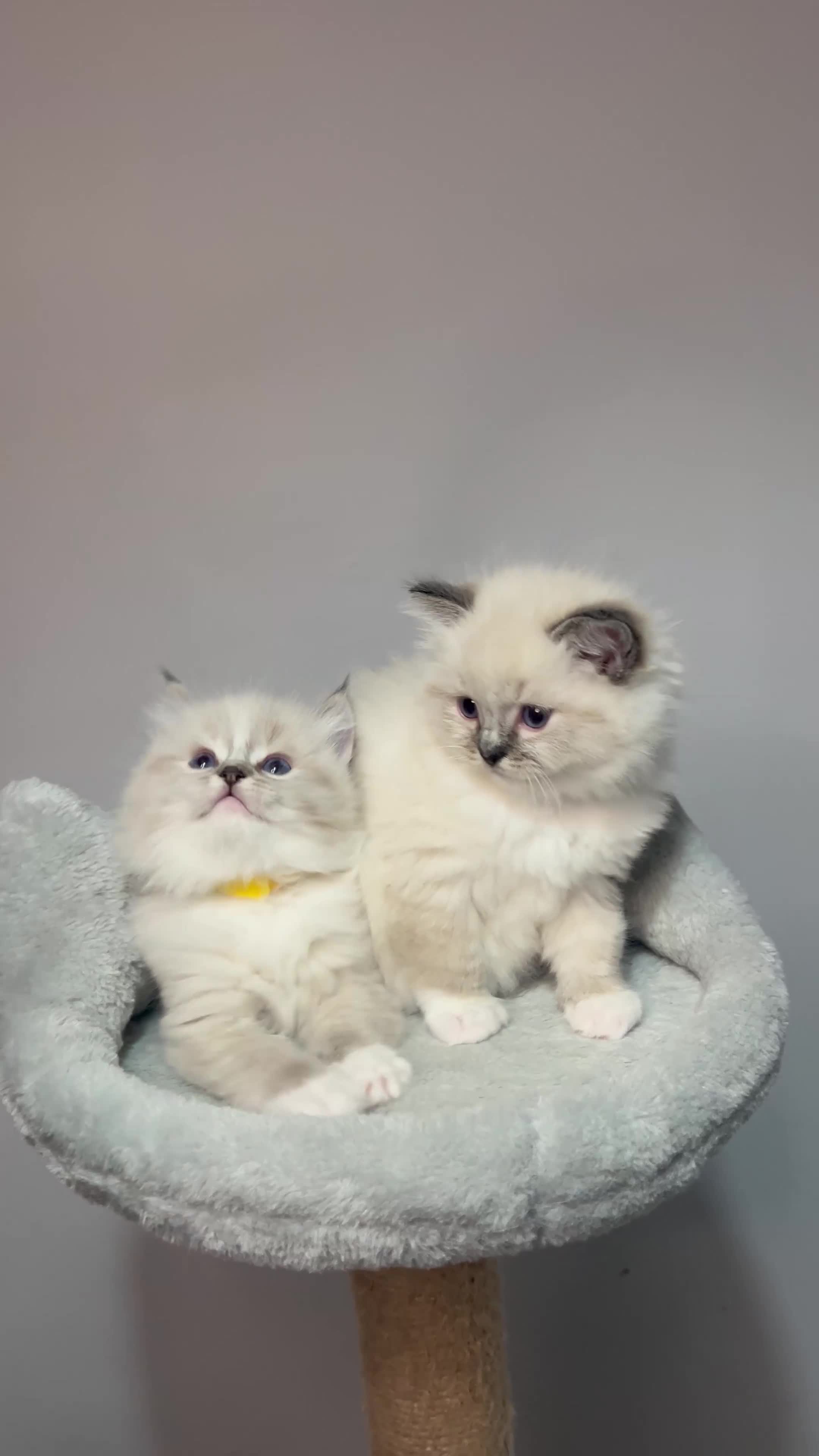 Ragdoll cats for sale: Registered Ragdolls kittens for sale - Video 3