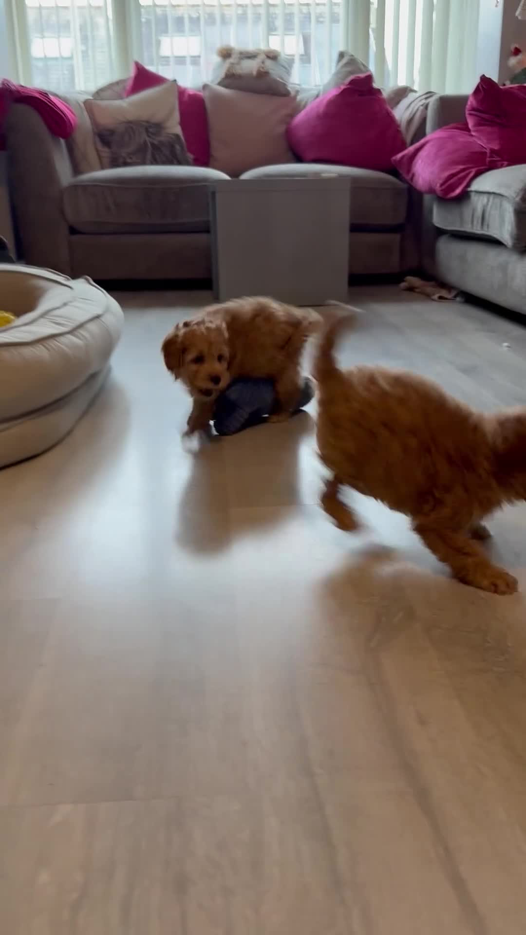 Cockapoo dogs for sale: F2Bb Cockapoo puppies  - Video 1