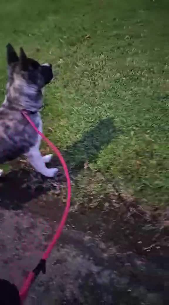 Akita dogs for sale: ‼️NO TIME WASTERS‼️ - Video 1