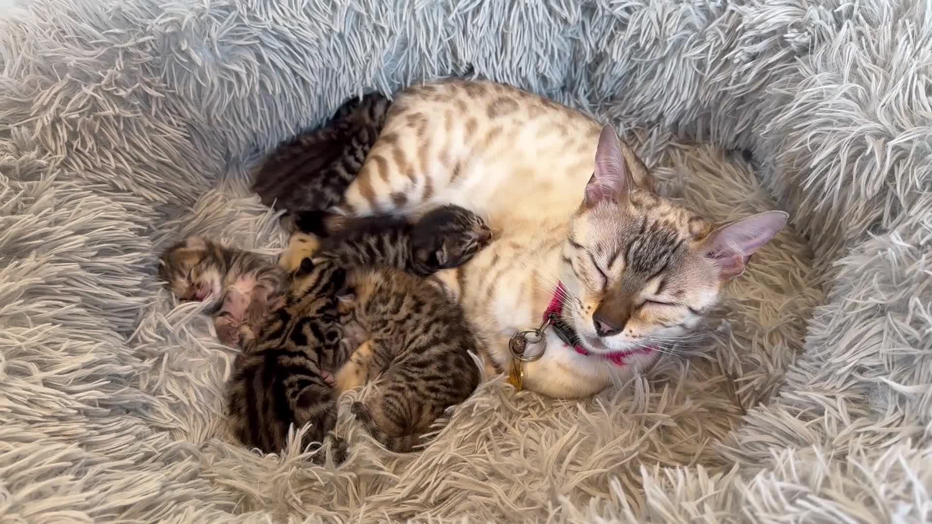 Bengal cats for sale: Half Bengal kittens - Video 2
