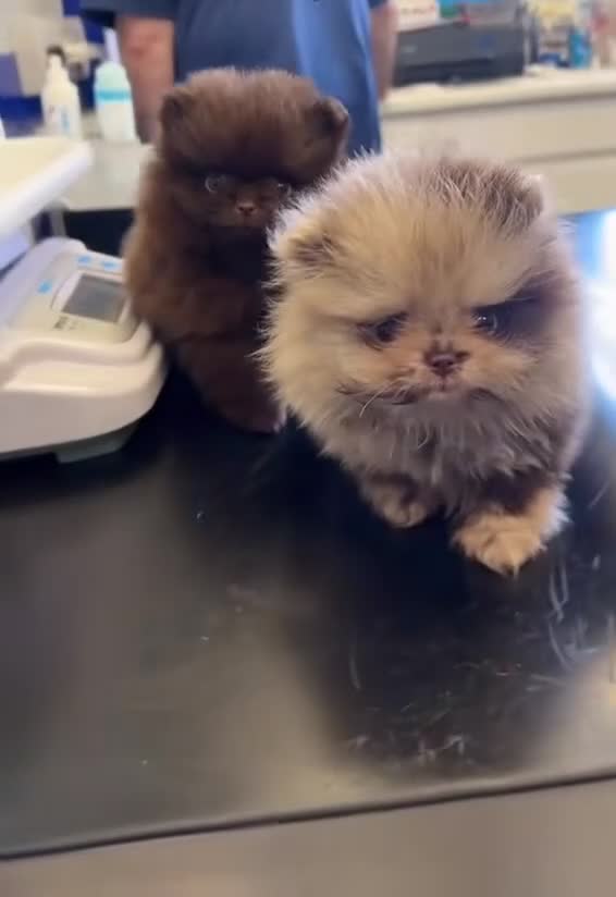 Pomeranian dogs for stud: Chocolate Merle boy  - Video 1