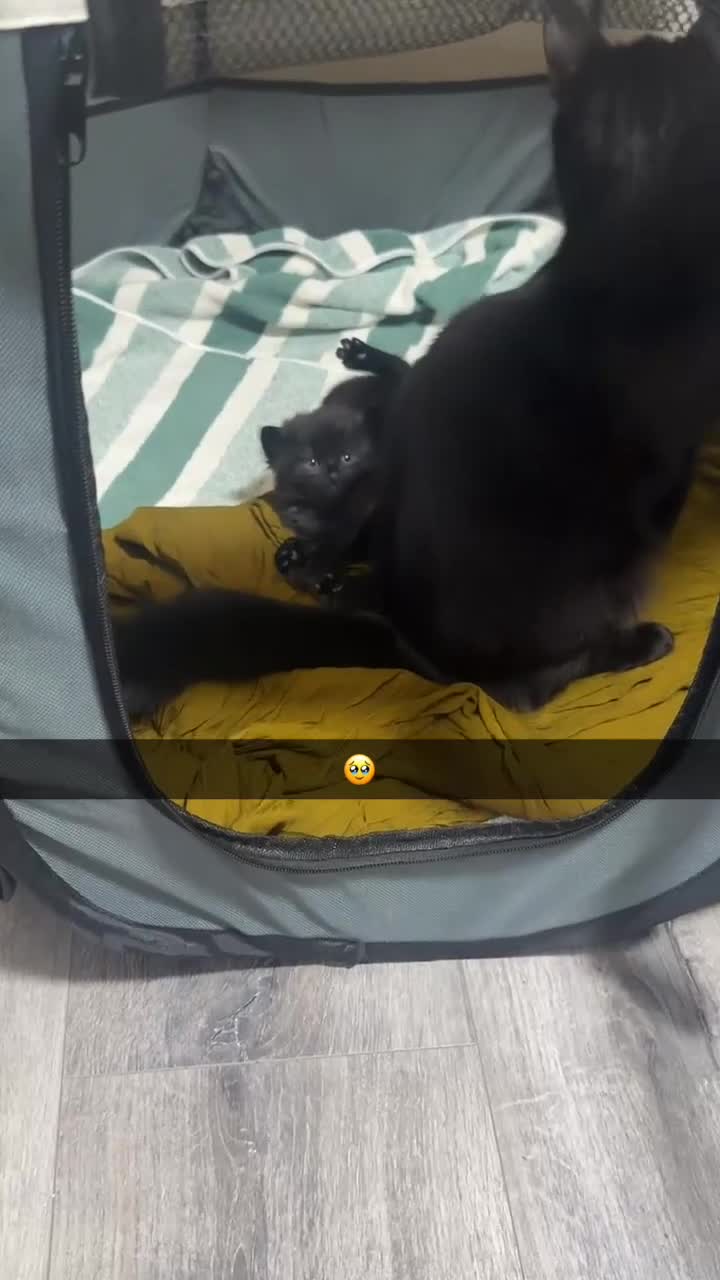 Mixed Breed cats for sale: Adorable 3 black kittens ready soon- 2boys, 1 girl in Birmingham - Video 3