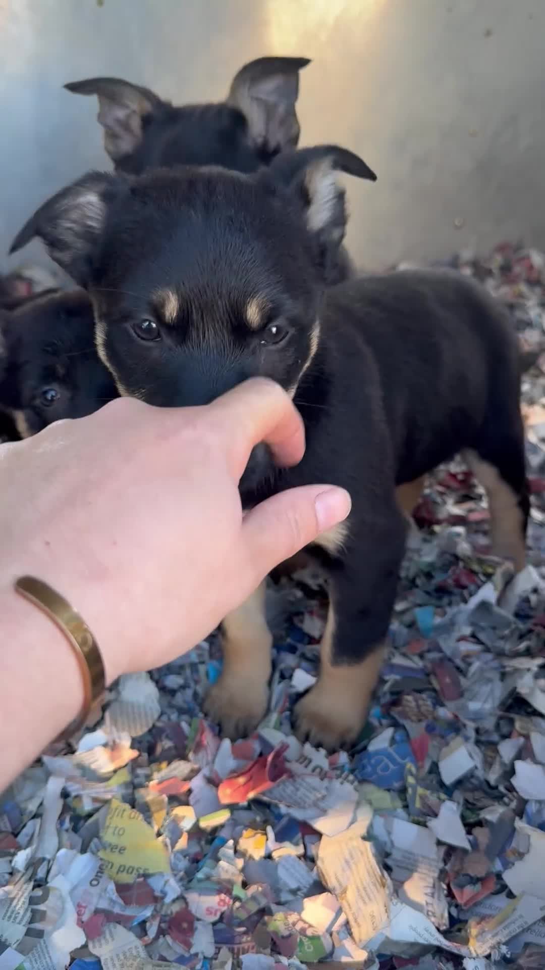 Australian Kelpie dogs for sale: 🐶 Kelpie Bitch Pups! 🐶 - Video 1
