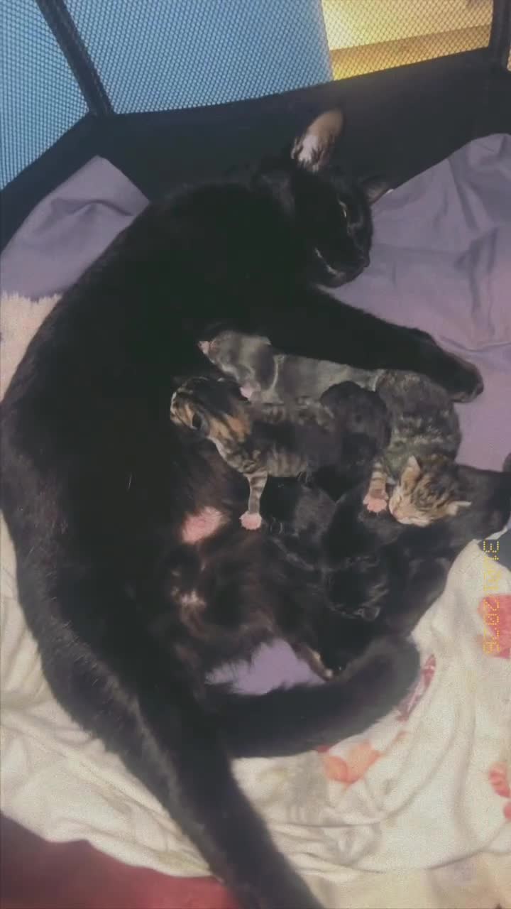 Mixed Breed cats for sale: Black Calico Tabby X American Wirehair Tabby - Video 4