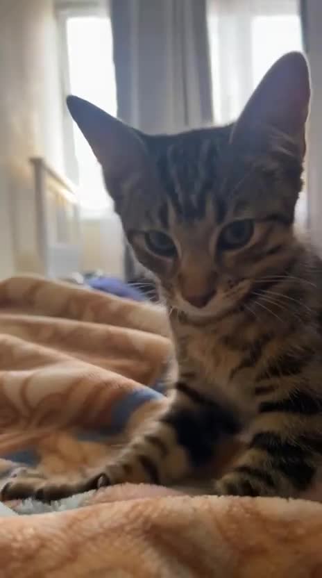 Maine Coon cats for sale: Adorable kitten for sale  - Video 1