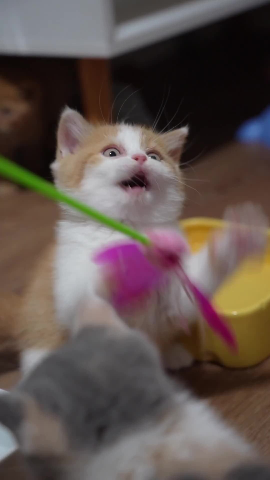 British Shorthair cats for sale: Registered champion bloodline BSH - Video 3