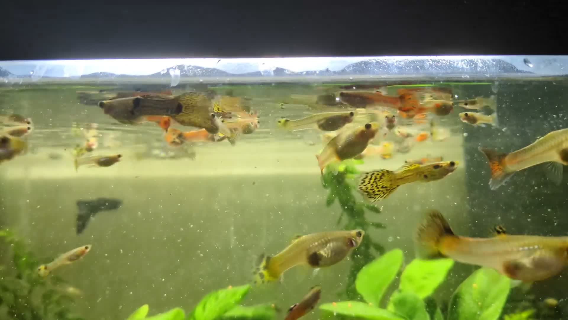 Live Bearers fish for sale: Guppy - Video 1