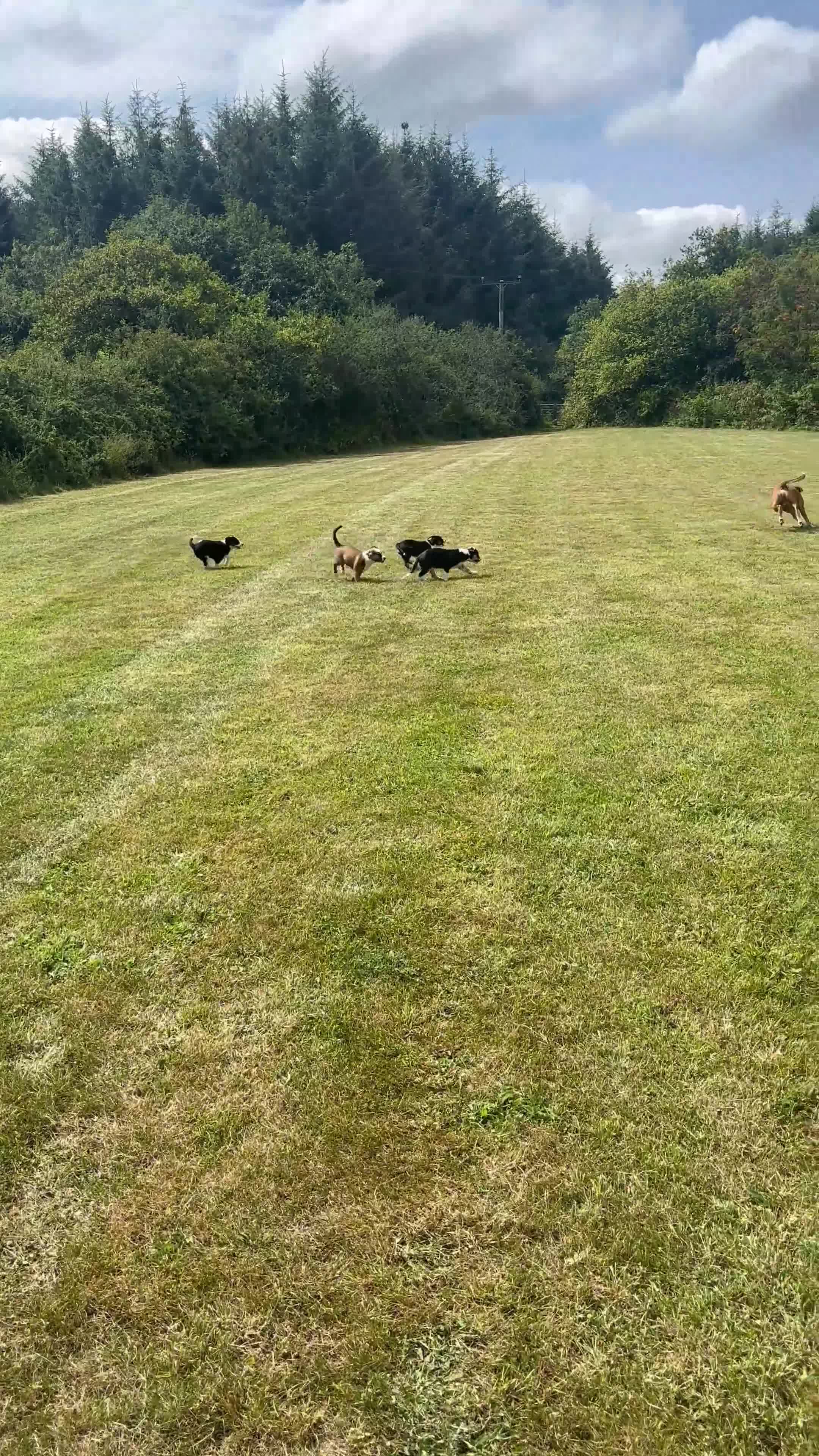 Mixed Breed dogs for sale: Collie x Lurcher Springer - Video 5