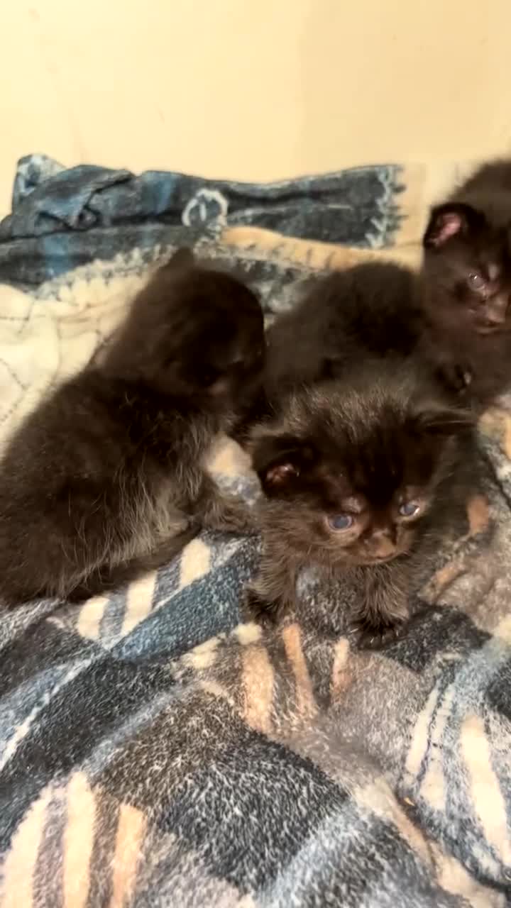 Domestic Shorthair cats for sale: Black velvet kittens  in Newton Stewart - Video 1