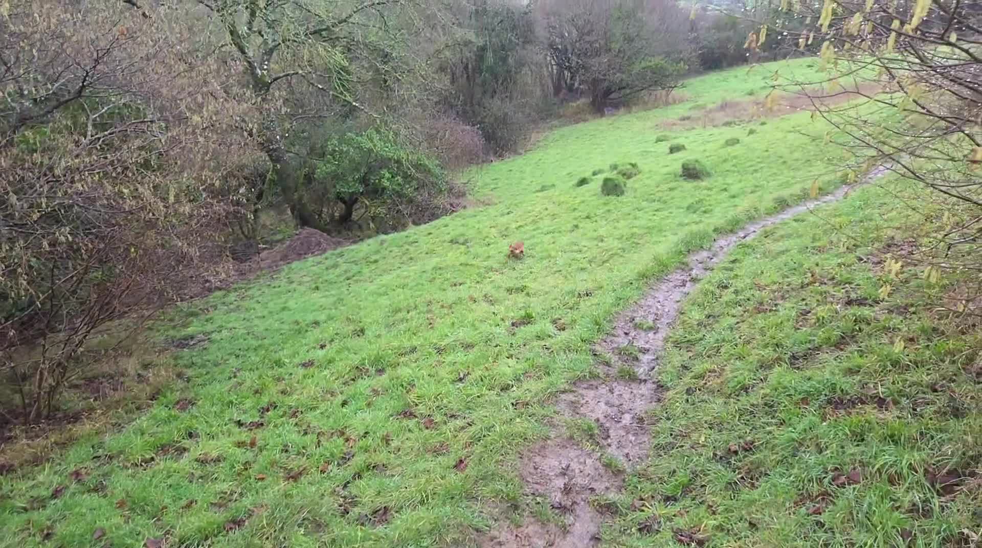 Cocker Spaniel dogs for stud: FTCH X OFTW health tested stud - Video 1