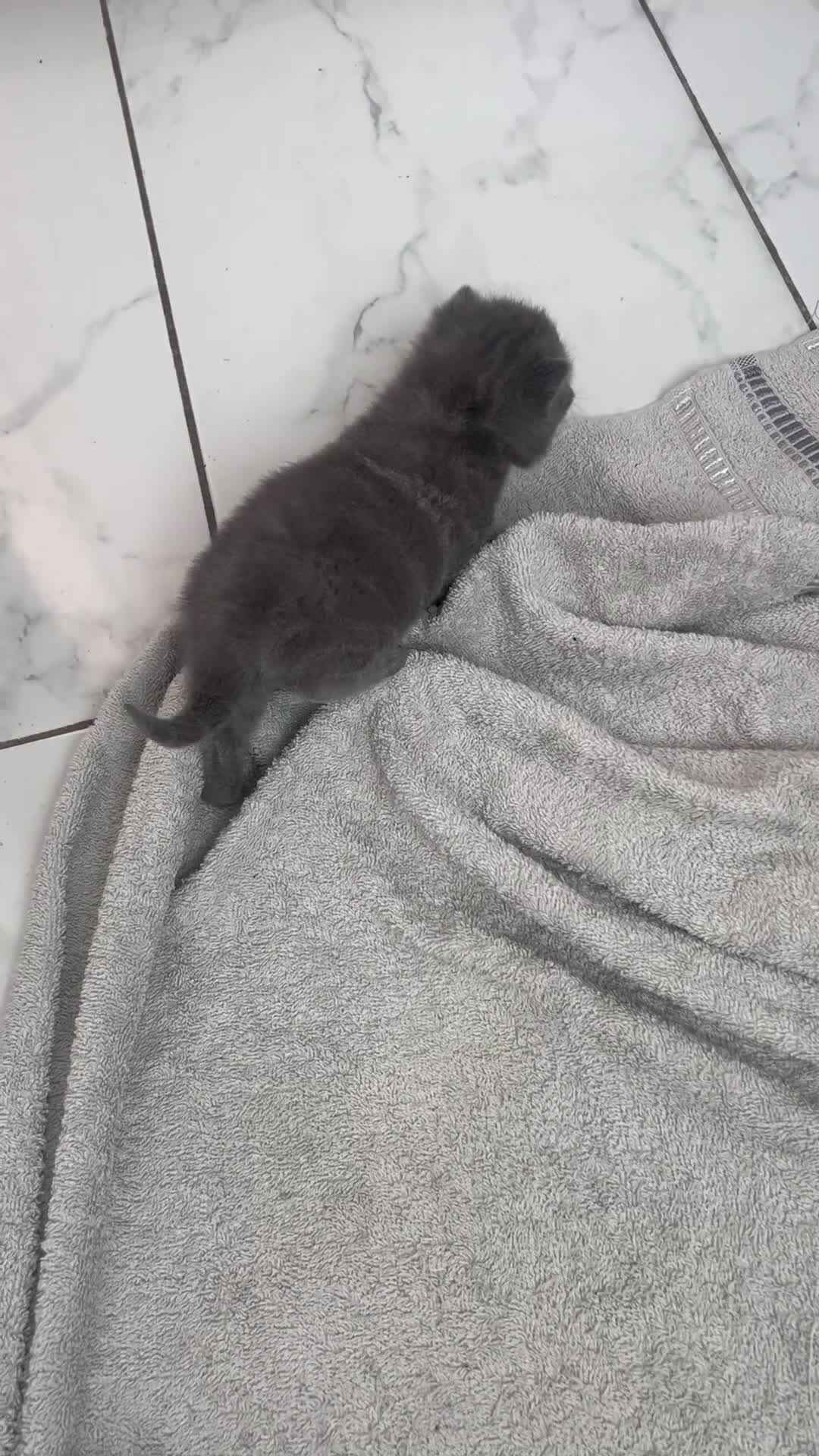 British Shorthair cats for sale: British shorthair cross kittens - Video 1