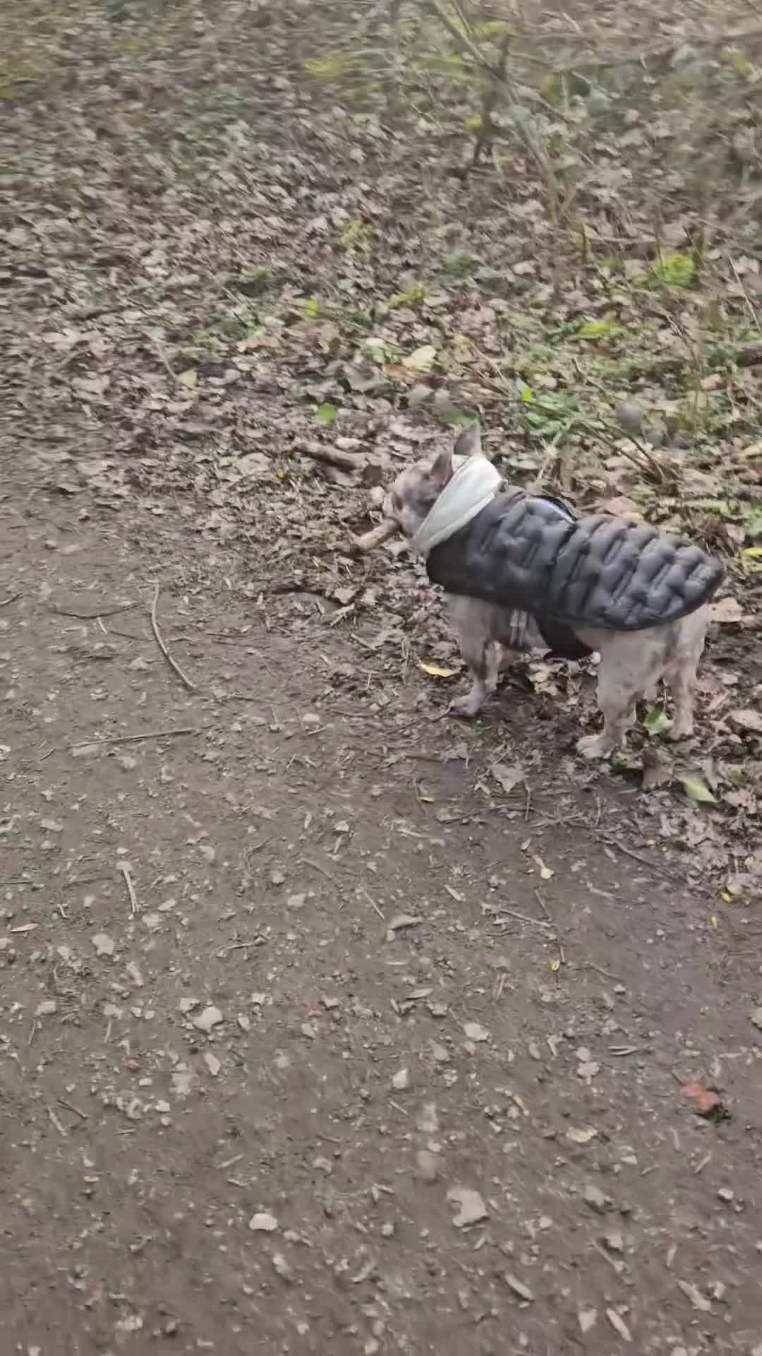 French Bulldog dogs for stud: 19 month old French bulldog for stud. in Stockport - Video 1