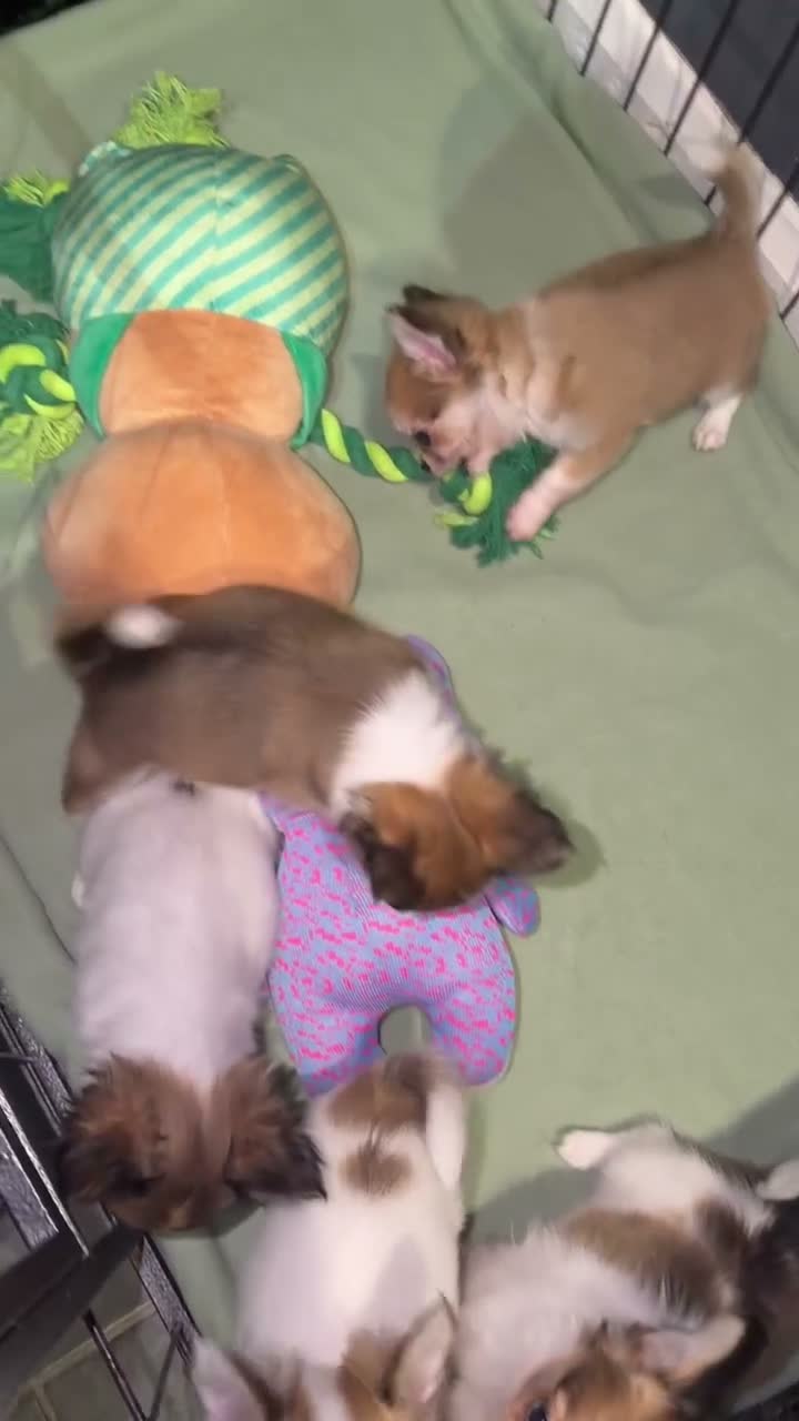 Chihuahua dogs for sale: A beautiful litter of 5 🩷🩵 - Video 1