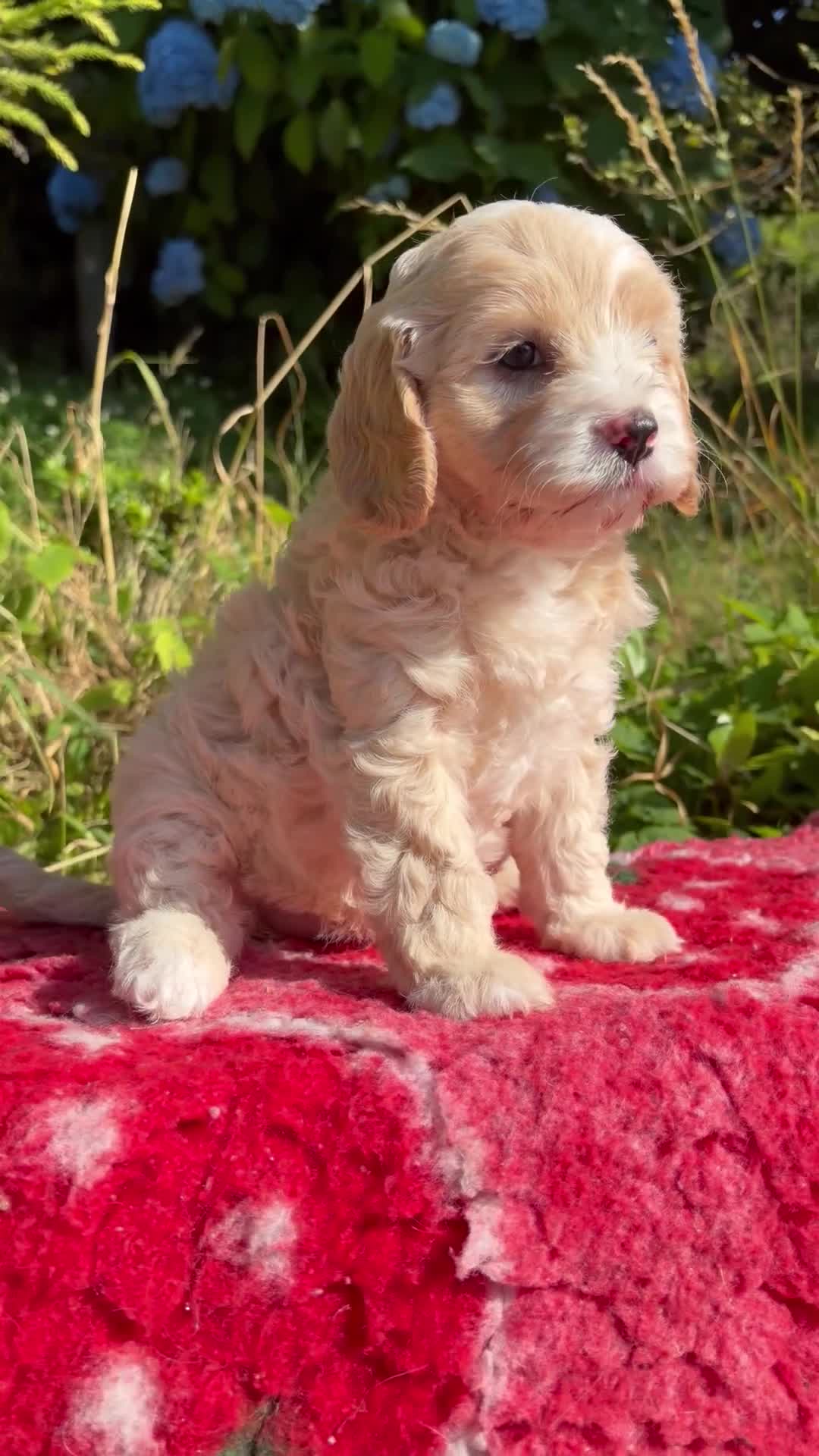 Cavapoo dogs for sale: 1 Girl Remaining READY NOW Health tested parents - Video 1