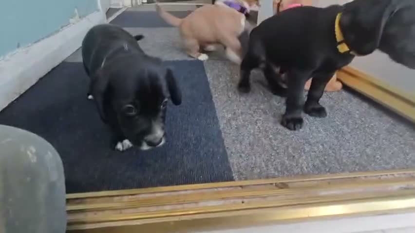 Mixed Breed dogs for sale: Cocker spaniel Jack Russell cross - Video 1