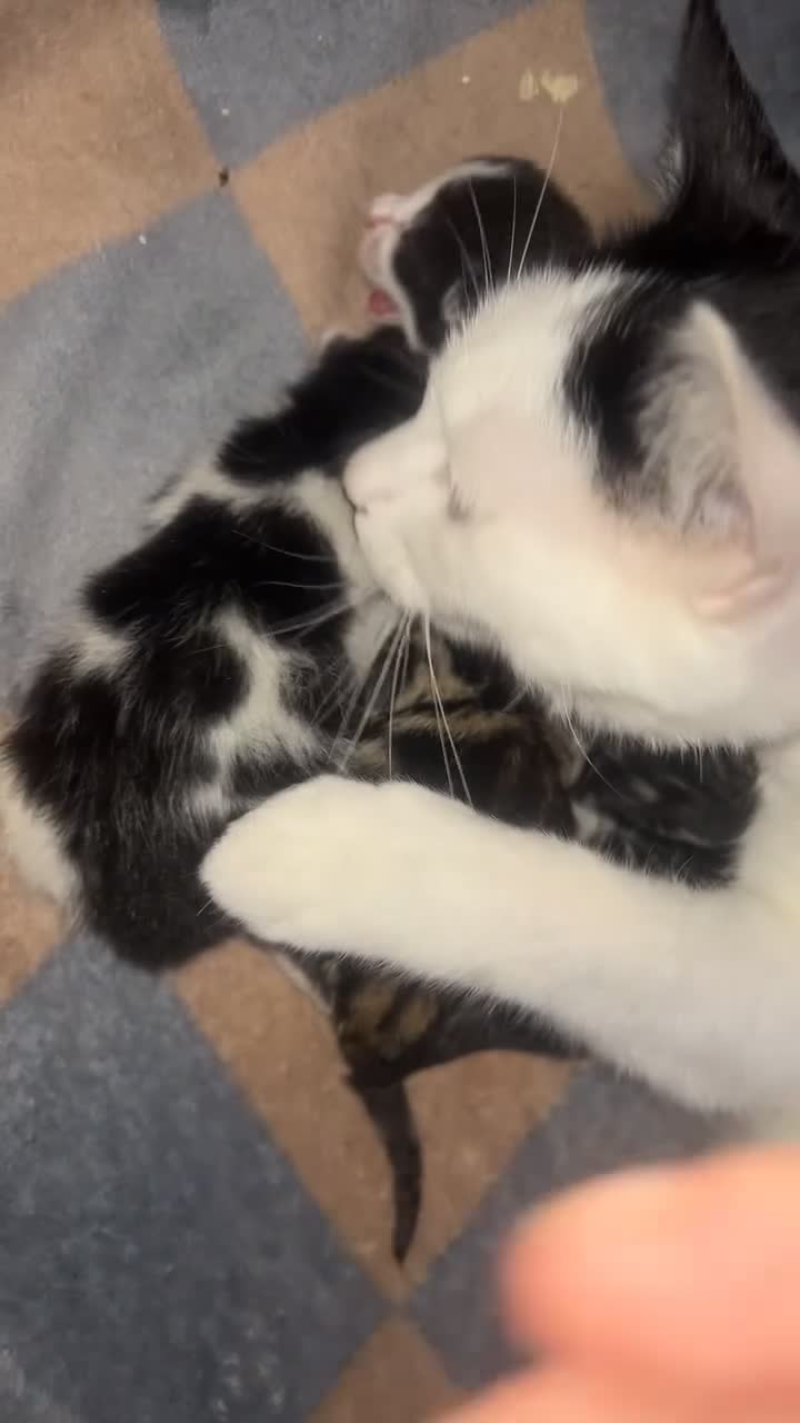 Mixed Breed cats for sale: We have 3 new born kittens available  - Video 2