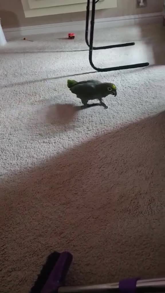 Parrots birds for sale: Amazon parrot 🦜  - Video 3