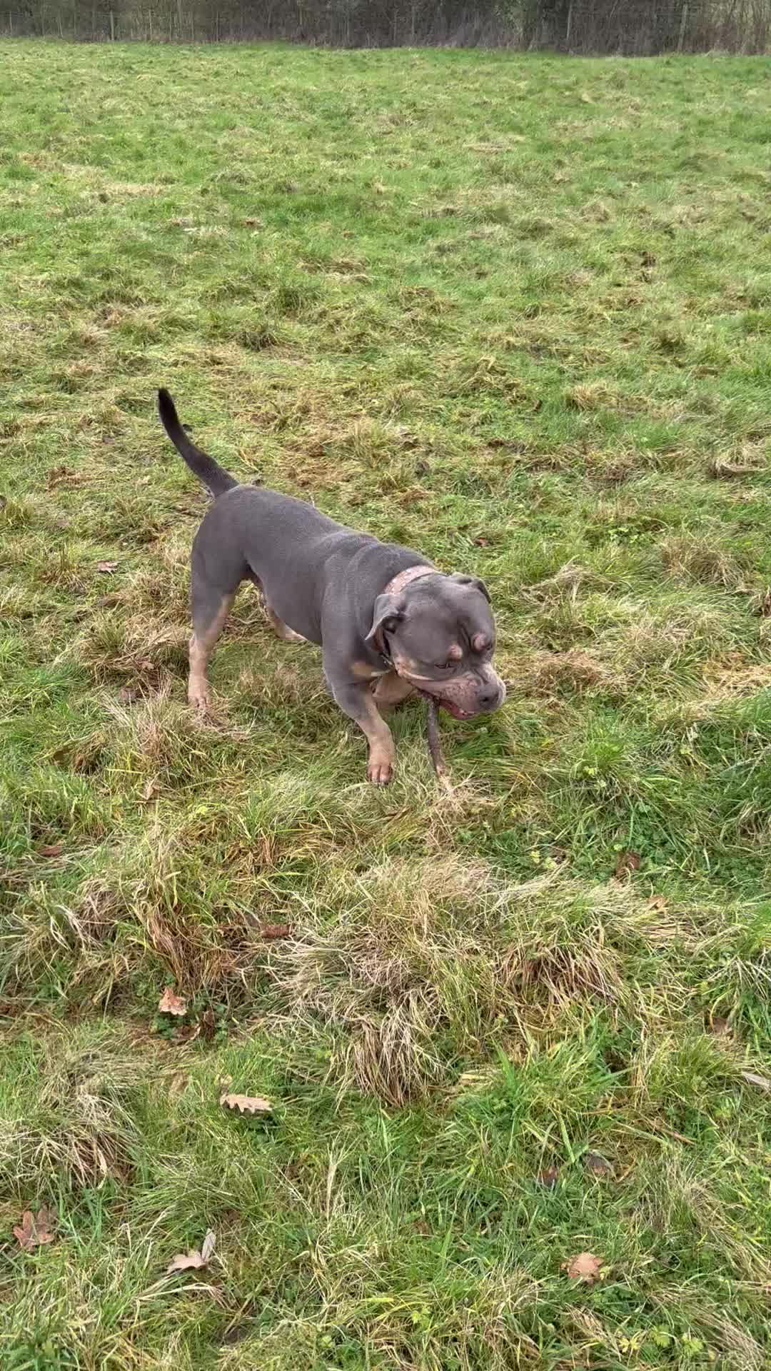 American Bully dogs for sale: Pocket Bully  - Video 2