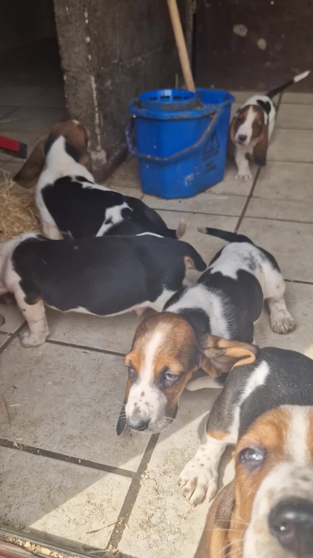 Basset Hound dogs for sale: KC REG Bassett Babies - Video 1