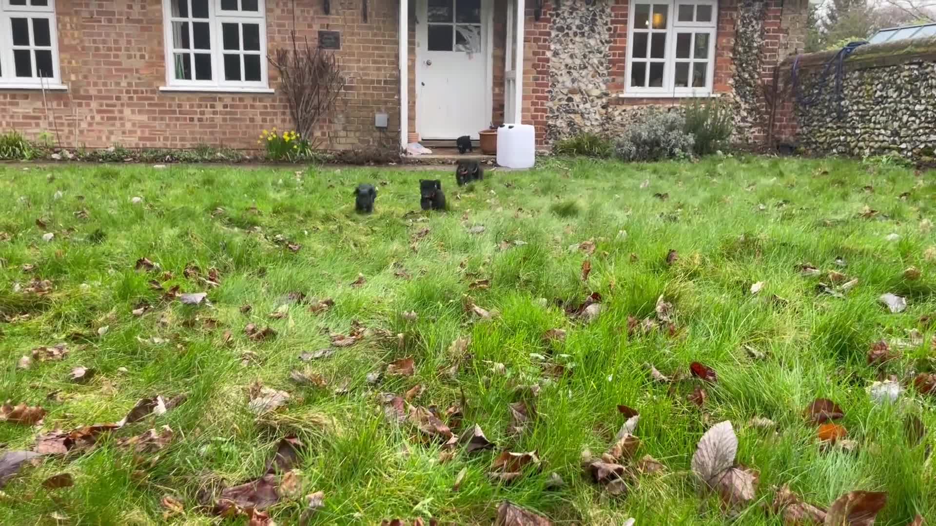 Jackapoo dogs for sale: 2 Male Jackapoos in Royston - Video 1