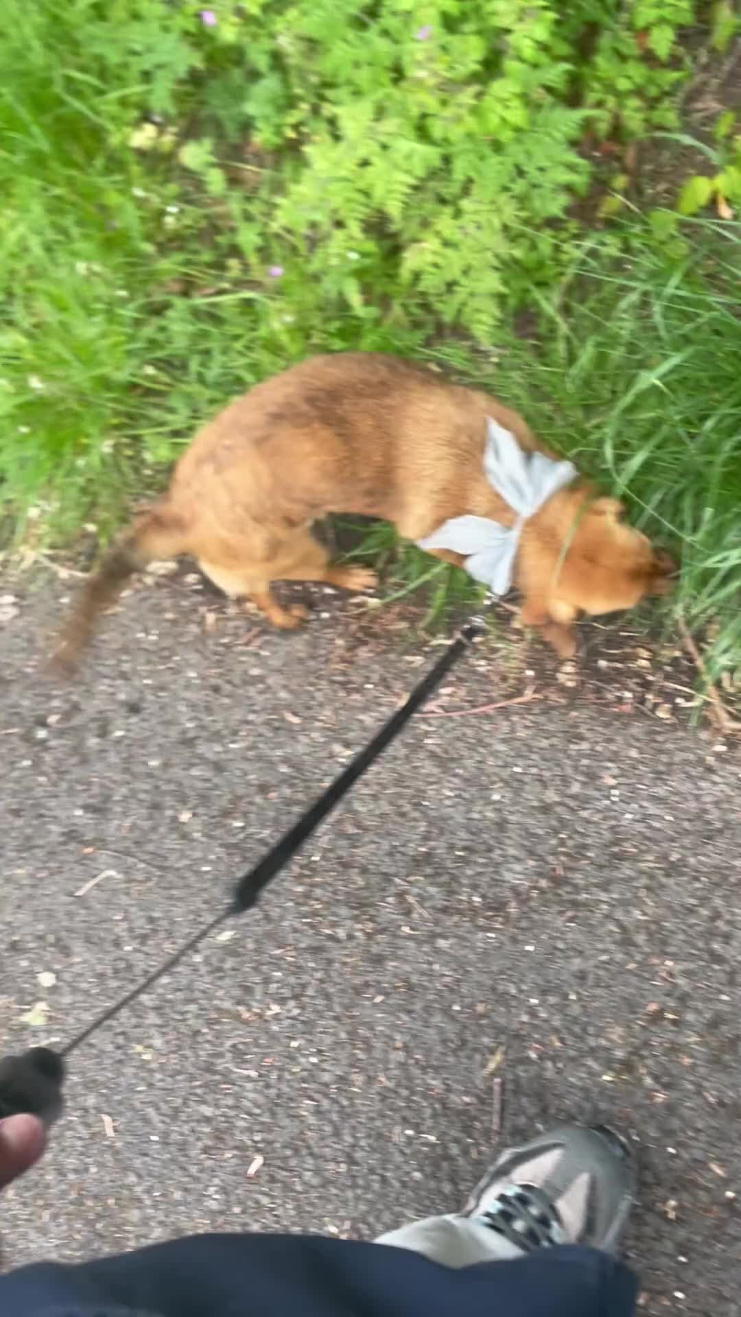 Mixed Breed dogs for sale: Ruby the weiner cross PRICE NEGOTIABLE  - Video 2