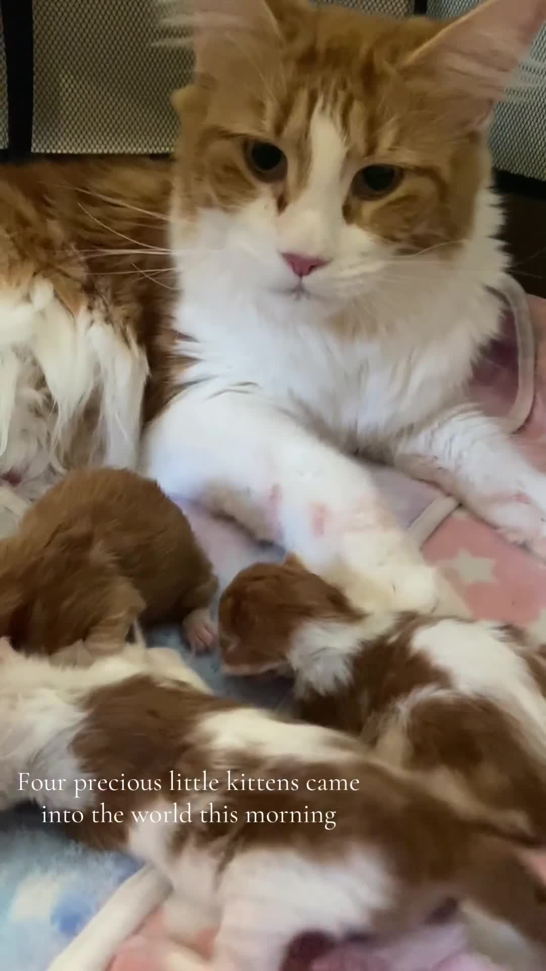 Maine Coon cats for sale: Monarch, Maine coon PEDIGREE XL kittens - Video 2