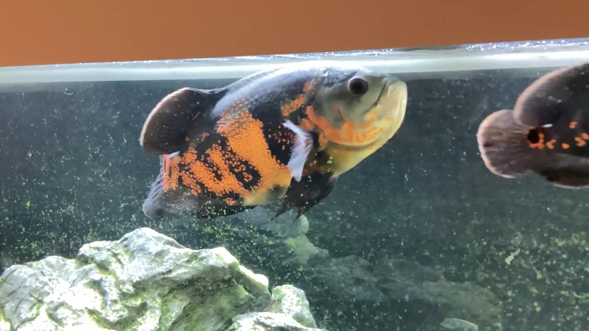 Cichlids fish for sale: Two oscars  - Video 1