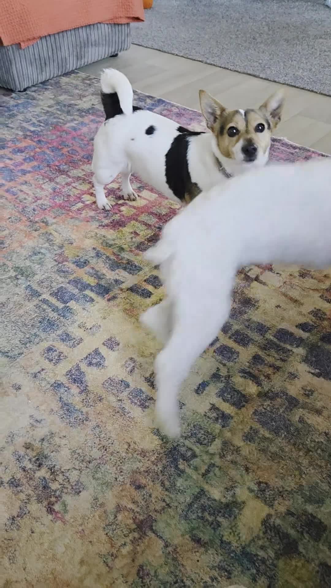 Bichon Frise dogs for sale: New home wanted - Video 1