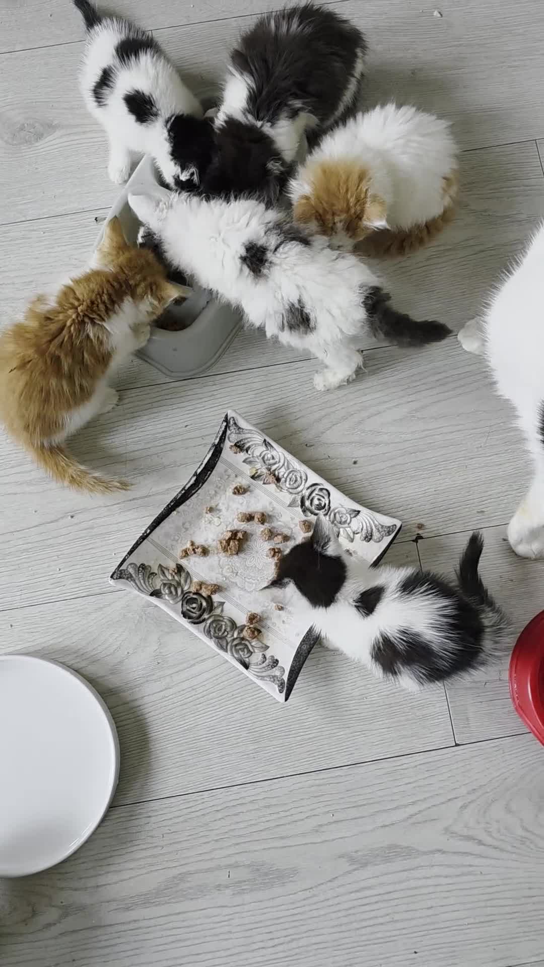 Mixed Breed cats for sale: Beautiful Calico Kittens - Video 2