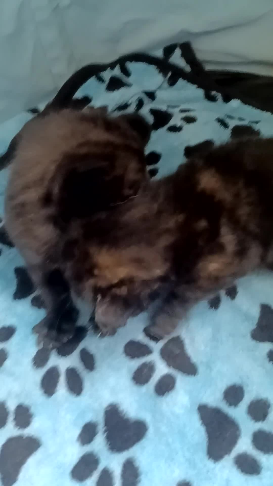 Domestic Shorthair cats for sale: Stunning kittens for sale - Video 3