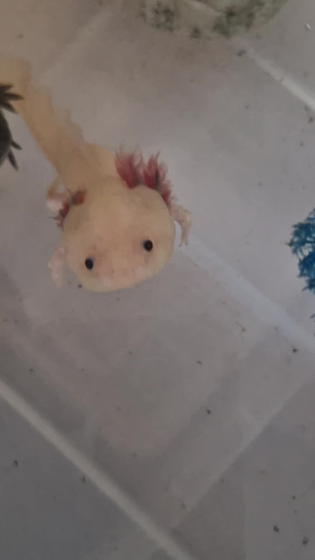 Axolotl reptiles for sale: Axolotls - Video 1