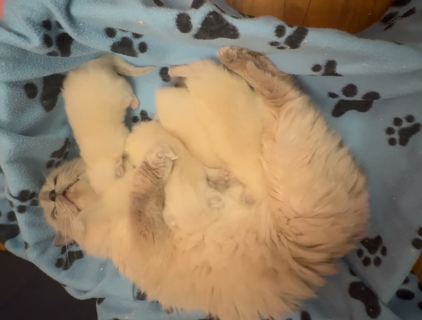 Ragdoll cats for sale: Beautiful Ragdoll Kittens - Video 4