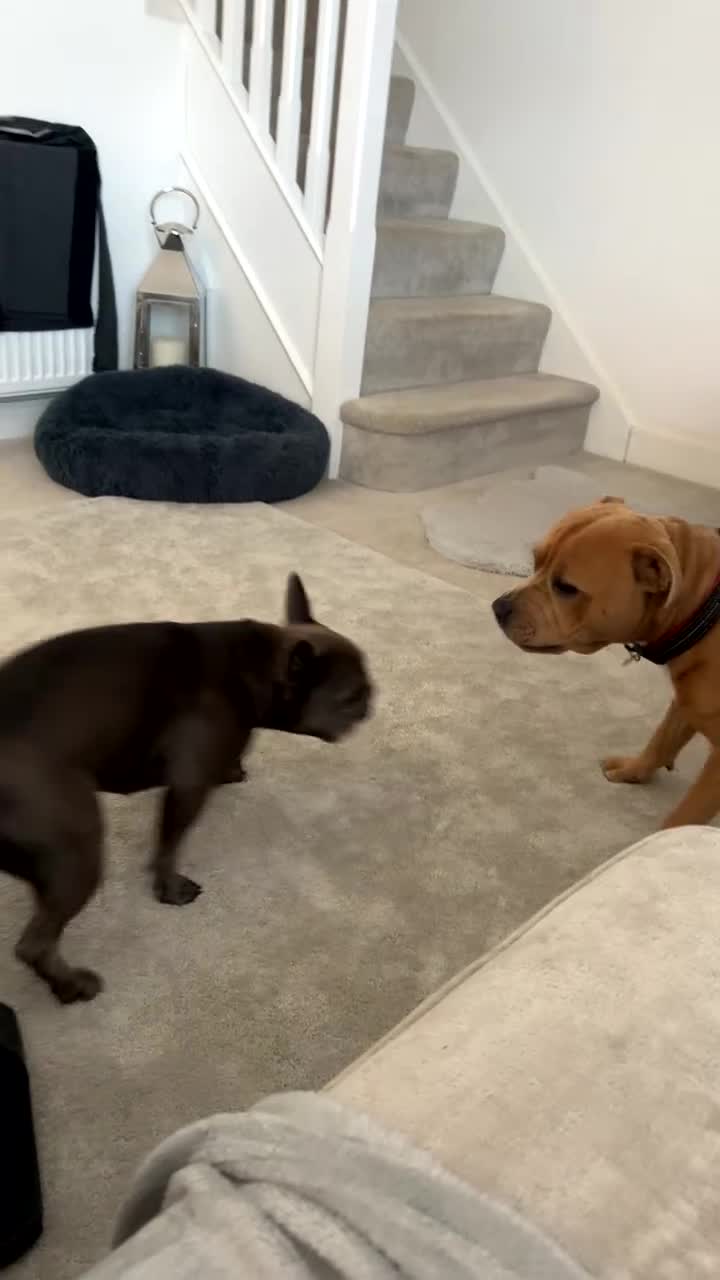 Staffordshire Bull Terrier dogs for stud: 🔥 Rare Fawn (Red) KC Staffy Stud: The Golden Boy  - Video 2