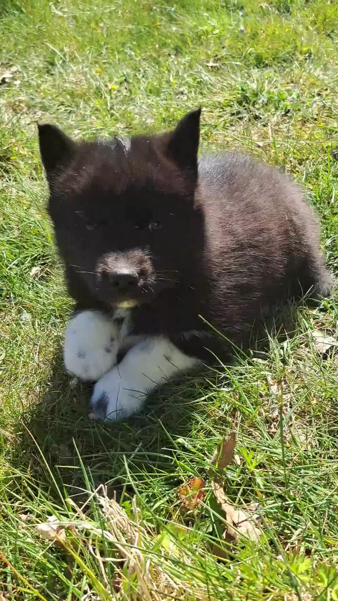 Siberian Husky dogs for sale: Unique Siberian Husky puppies - Video 2