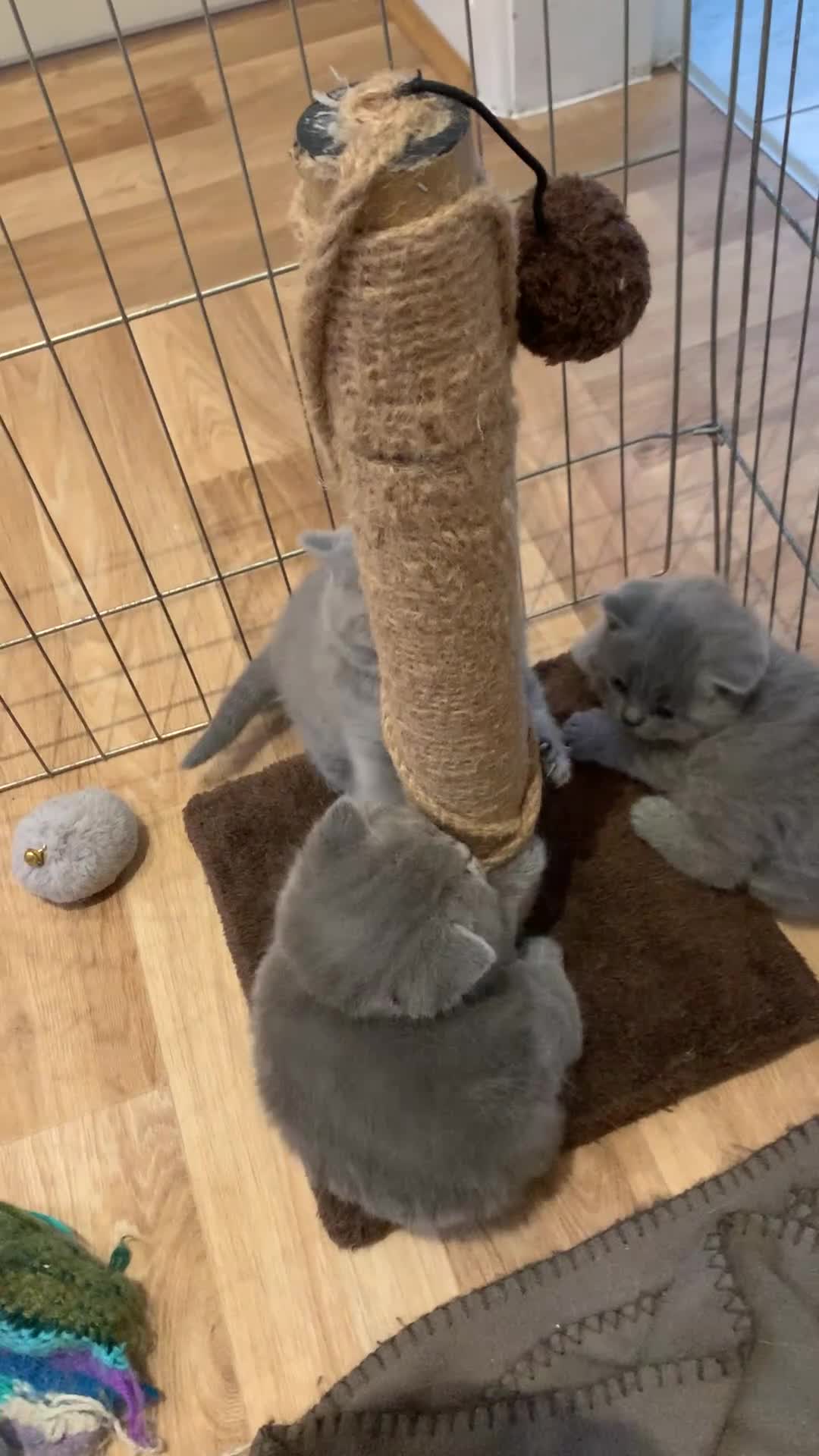 British Shorthair cats for sale: 1 Boy Left-GCCF Pedigr Pure Blue British Shorthair - Video 5