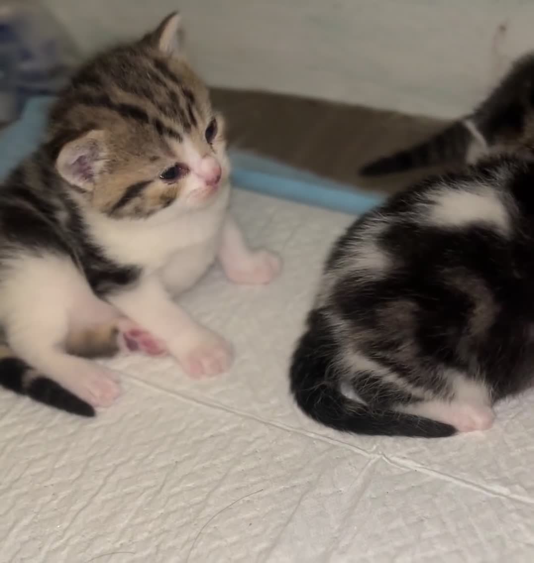 British Shorthair cats for sale: British shorthair kittens  - Video 1