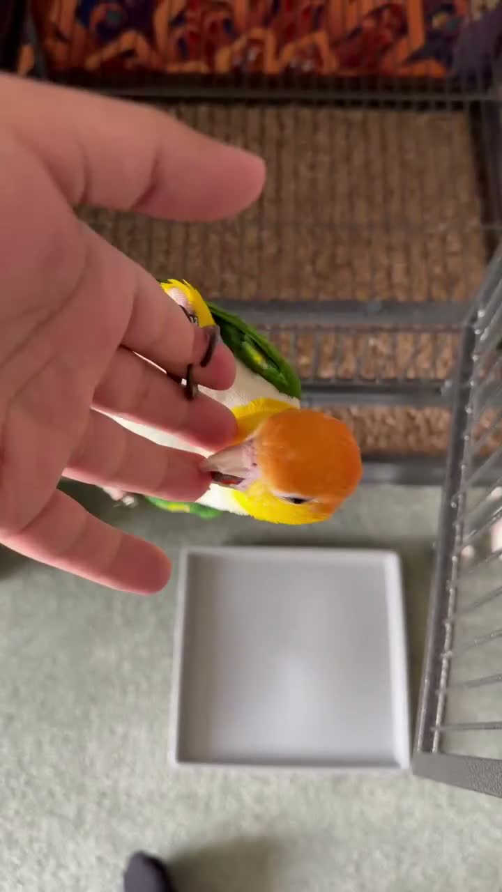 Parrots birds for sale: Yellow-Sided Caique – Cage, Toys & Food Included in Middlesbrough - Video 3