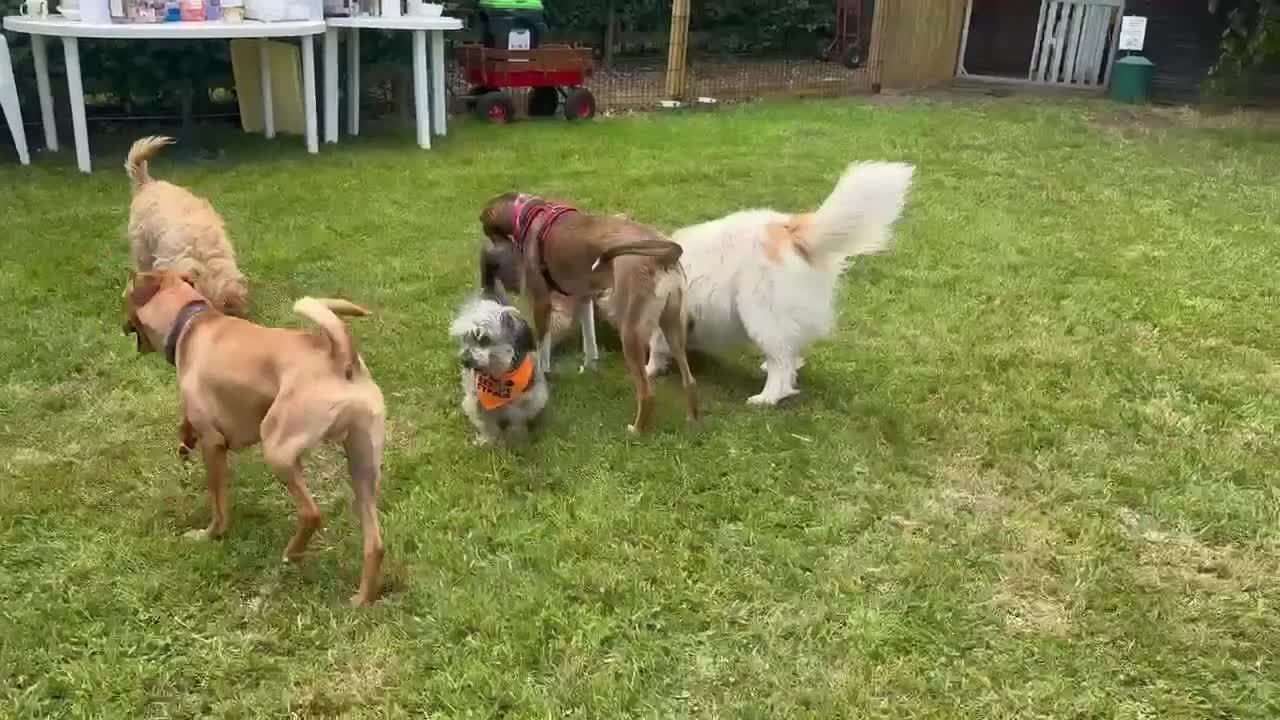 Mixed Breed dogs for adoption: BERTIE - 6 years old, Mixed Breed Boy in Beccles - Video 1