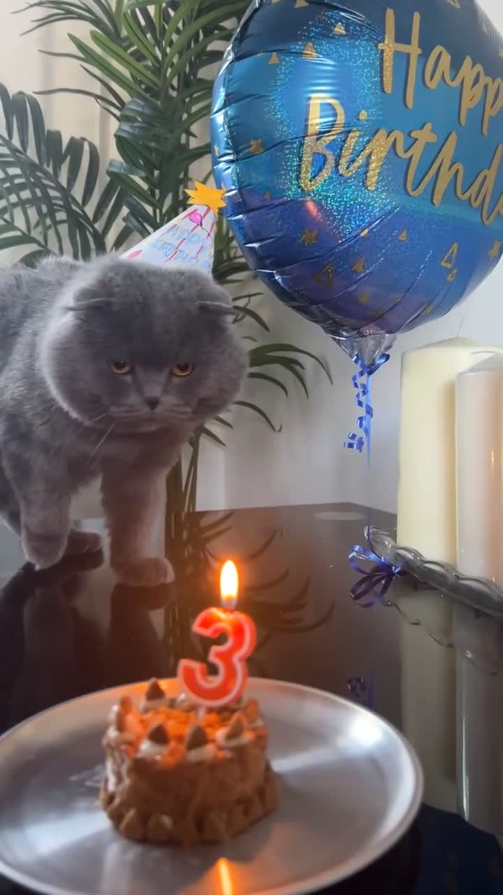 Scottish Fold cats for stud: 🐾 Tom – Proven Scottish Fold Stud 🐾 - Video 1