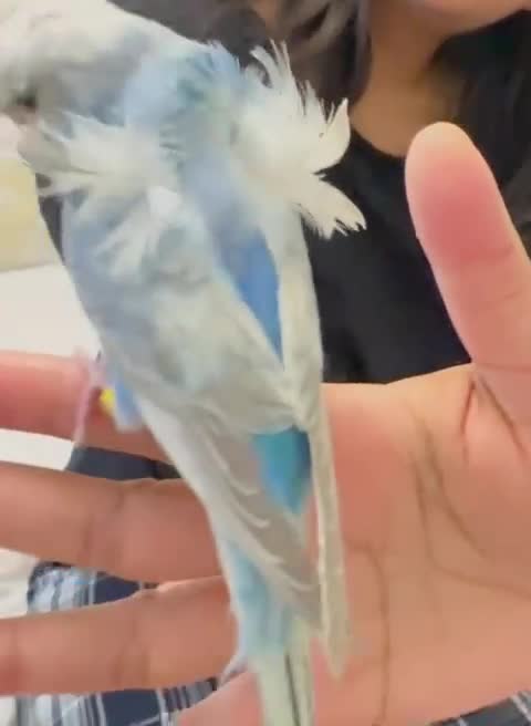 Budgerigars birds for sale: Rainbow helicopters, hand tame baby budgies  - Video 1