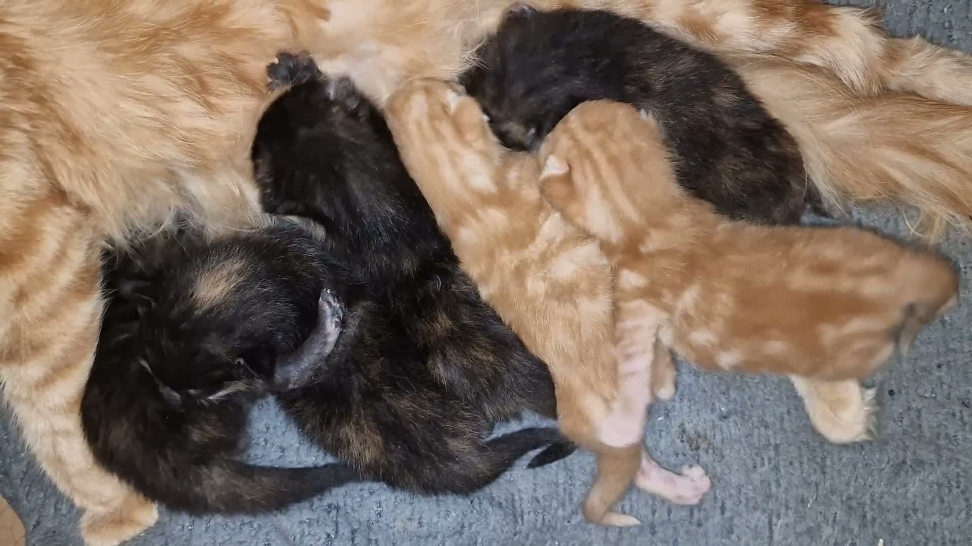 Mixed Breed cats for sale: Kimberley aitken in Motherwell - Video 1