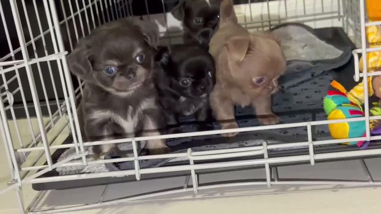 Chihuahua dogs for sale: Long coat chihuahua  - Video 1