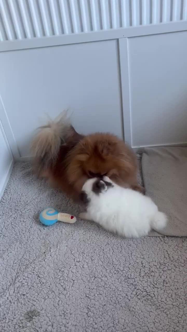 Pomeranian dogs for sale: Exceptional Parti Pomeranian in Plymouth - Video 1