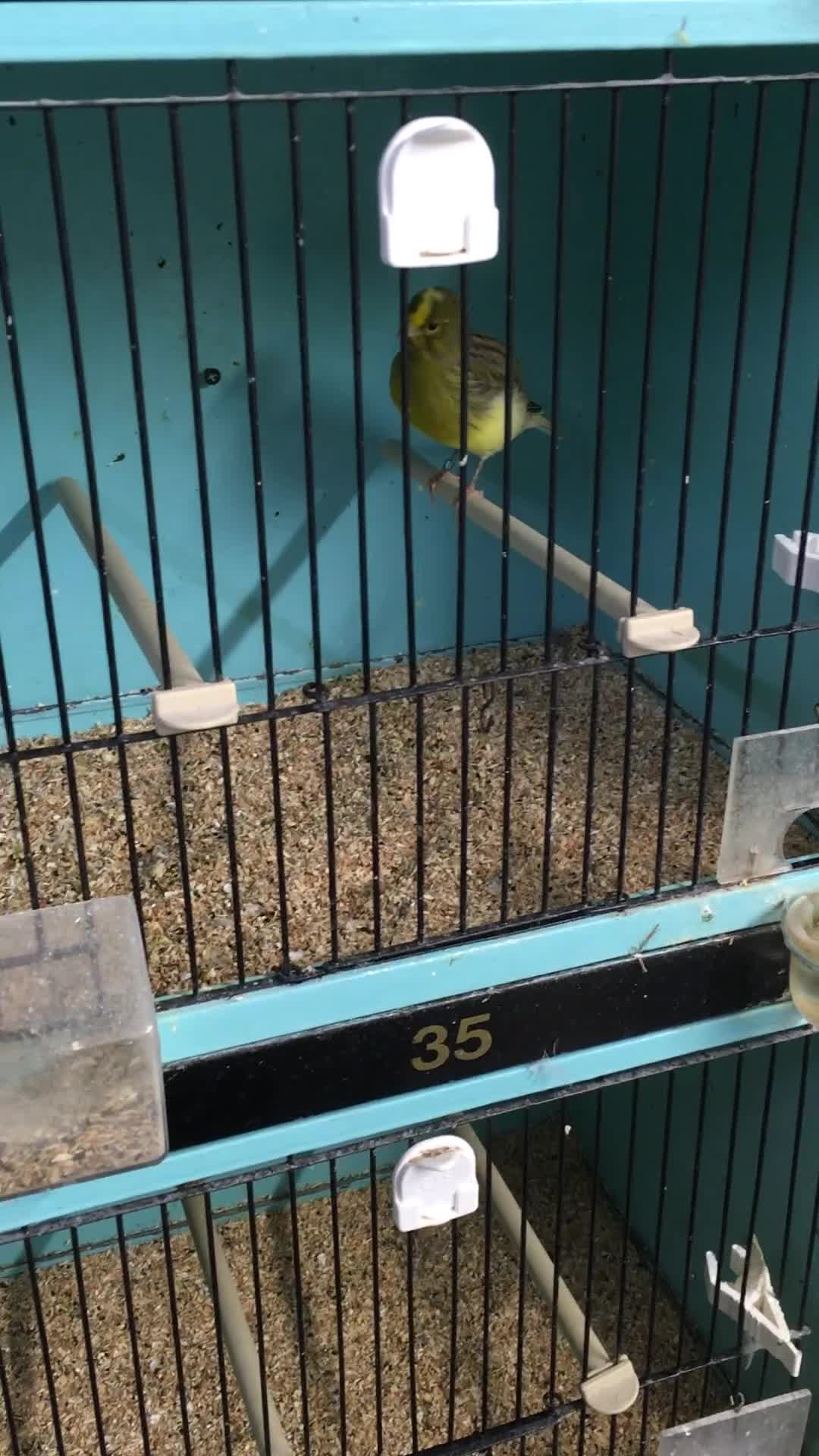 Canaries birds for sale: Fife Canary - Video 1