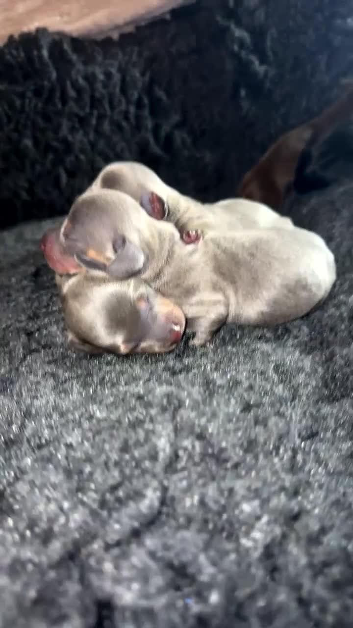 Miniature Dachshund dogs for sale: Miniature dachshund - Video 2