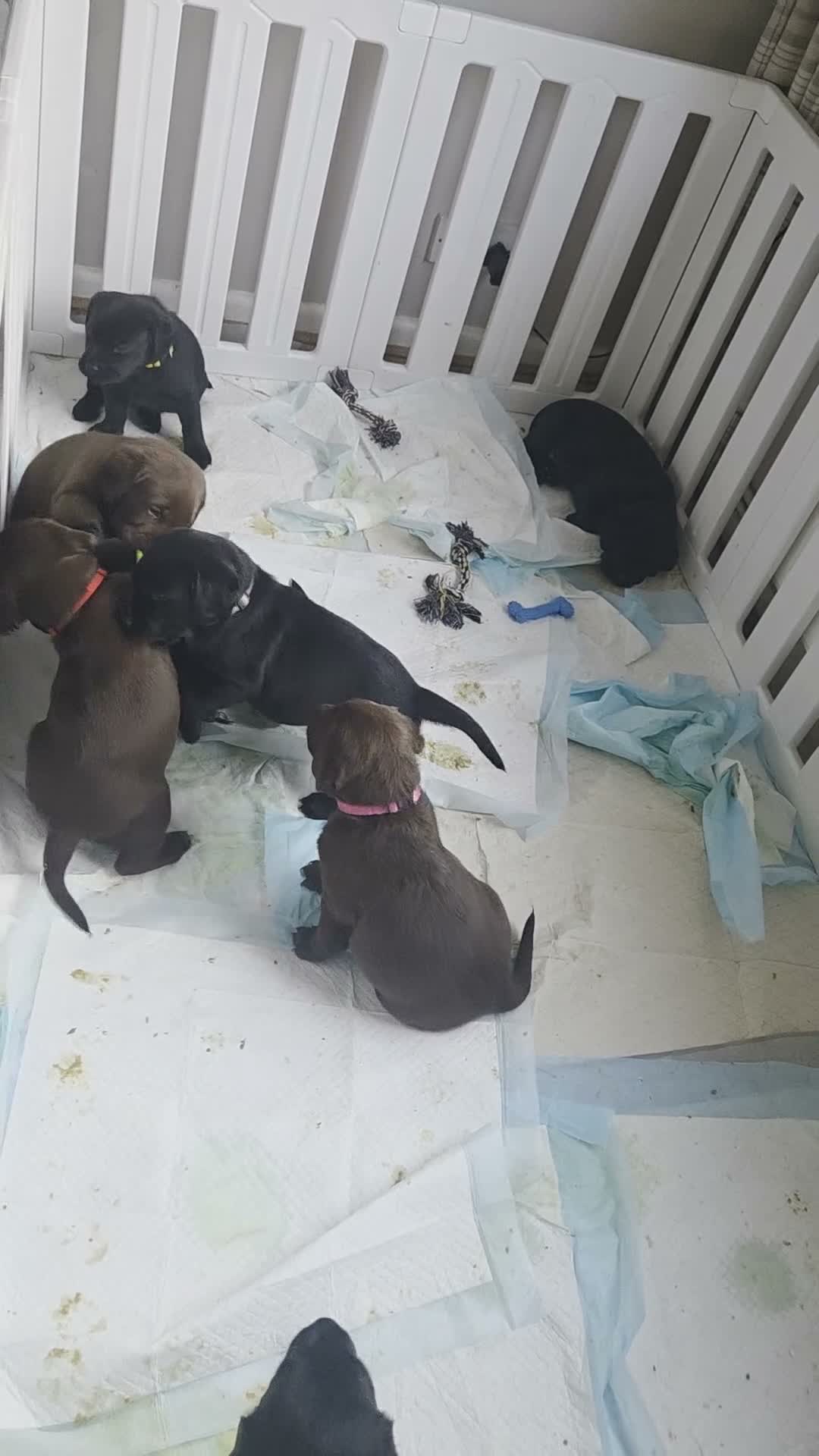 Labrador Retriever dogs for sale: Labrador puppies  in Rugeley - Video 1