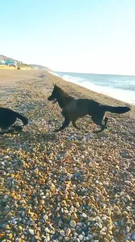 German Shepherd dogs for stud: KC Registered Exceptional Black German Shepherd - Video 2