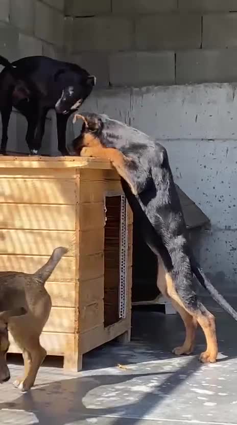 Mixed Breed dogs for adoption: Amelia, 8 months old, Available for adoption. - Video 1